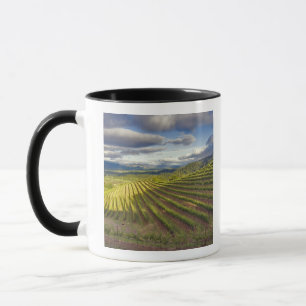 Wijngaard. Napa Valley. Napa. Napa County, Mok