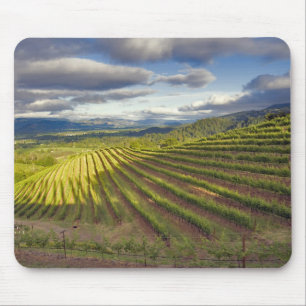 Wijngaard. Napa Valley. Napa. Napa County, Muismat