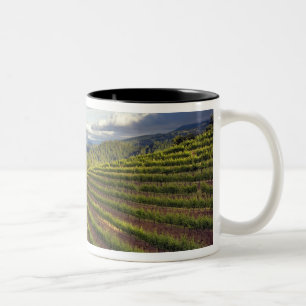 Wijngaard. Napa Valley. Napa. Napa County, Tweekleurige Koffiemok