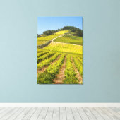 Wijngaard, Stellenbosch, Westkaap Canvas Afdruk (Insitu (Houten vloer))