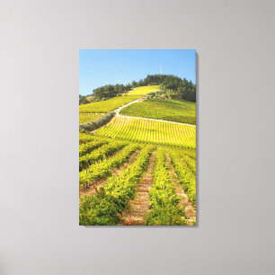 Wijngaard, Stellenbosch, Westkaap Canvas Afdruk