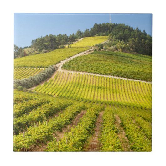 Wijngaard, Stellenbosch, Westkaap Tegeltje (Voorkant)