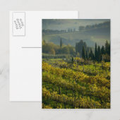 Wijngaard, Toscane, Italië Briefkaart (Voorkant / Achterkant)