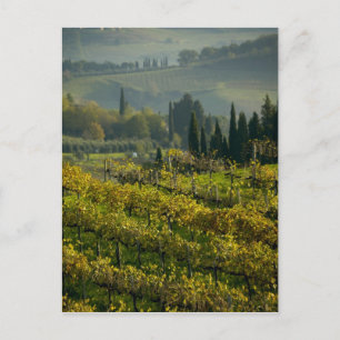 Wijngaard, Toscane, Italië Briefkaart