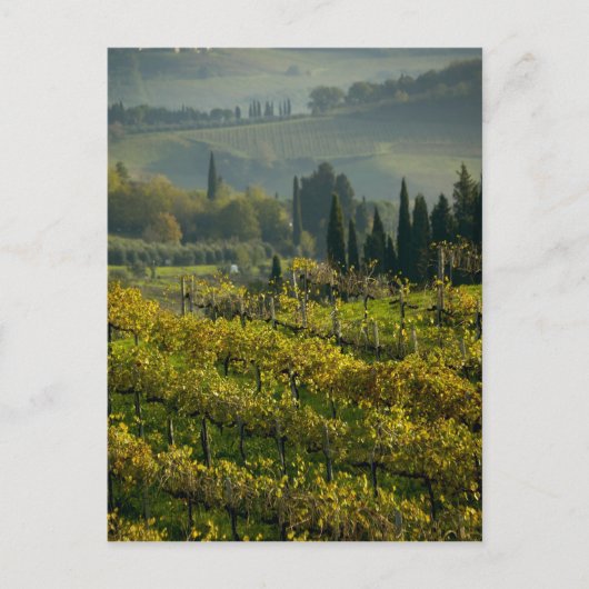 Wijngaard, Toscane, Italië Briefkaart (Voorkant)