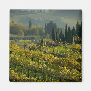 Wijngaard, Toscane, Italië Magneet