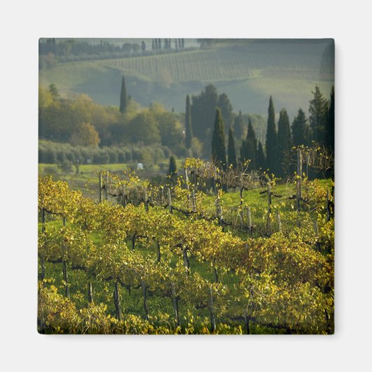 Wijngaard, Toscane, Italië Magneet (Voorkant)