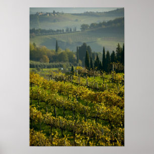 Wijngaard, Toscane, Italië Poster