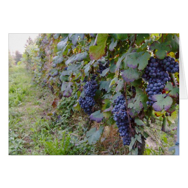 wijngaarden (Voorkant Horizontaal)