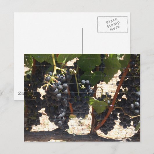 wijngaarden briefkaart (Voorkant / Achterkant)
