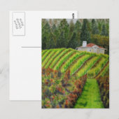 Wijngaarden in Healdsburg, CA Waterverf Post Kaart (Voorkant / Achterkant)