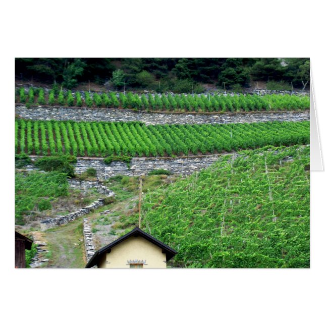 Wijngaarden in Zwitserland (Voorkant Horizontaal)