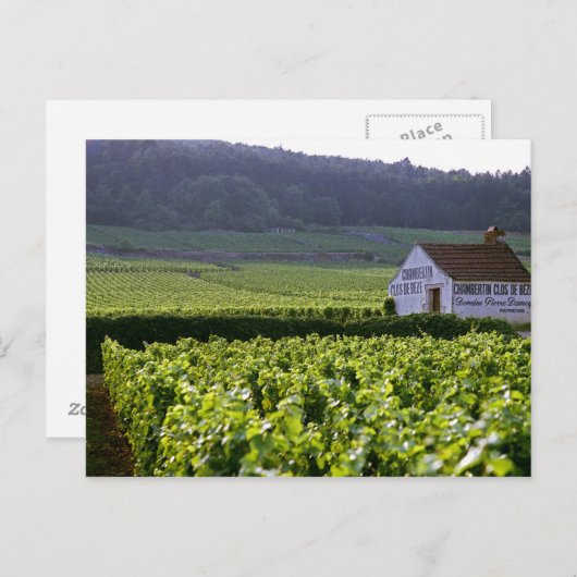 Wijngaarden met als bestemming Chambertin Clos de  Briefkaart (Voorkant / Achterkant)