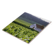 Wijngaarden met als titel "Chambertin Clos de Beze Tegeltje (Zijkant)