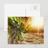 Wijngaarden op zonsondergang briefkaart (Voorkant / Achterkant)