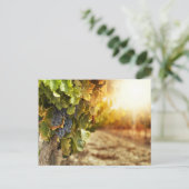 Wijngaarden op zonsondergang briefkaart (Staand voorkant)