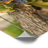 Wijngaarden op zonsondergang poster (Hoek)