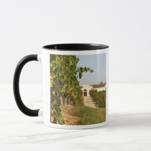 Wijngaarden, petit verdot wijnstokken en de wijnga mok