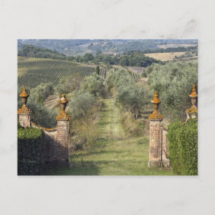 Wijngaarden, Toscane, Italië Briefkaart