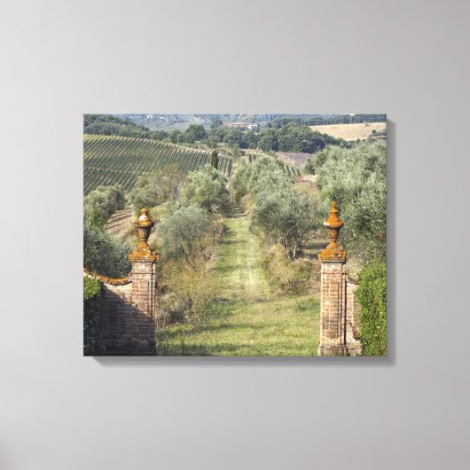 Wijngaarden, Toscane, Italië Canvas Afdruk (Voorkant)