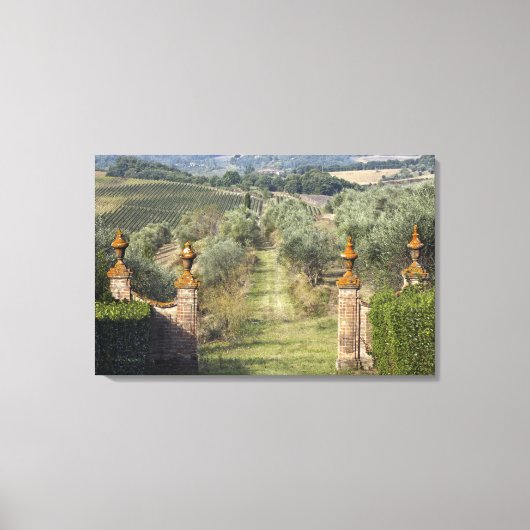 Wijngaarden, Toscane, Italië Canvas Afdruk (Voorkant)
