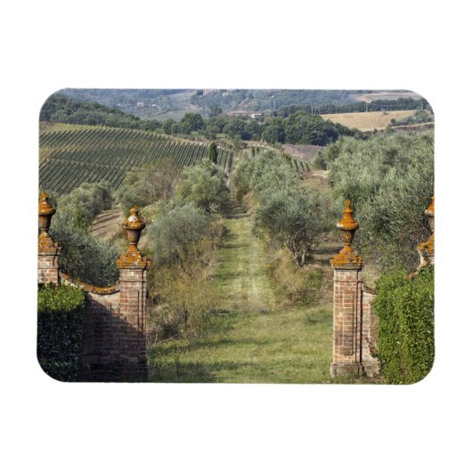 Wijngaarden, Toscane, Italië Magneet (Horizontaal)