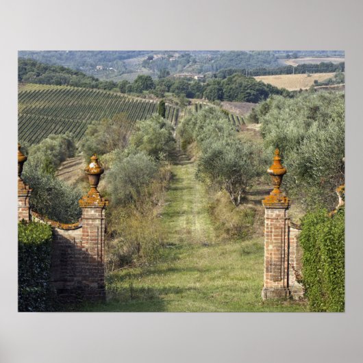 Wijngaarden, Toscane, Italië Poster (Voorkant)