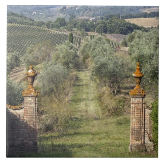 Wijngaarden, Toscane, Italië Tegeltje (Voorkant)