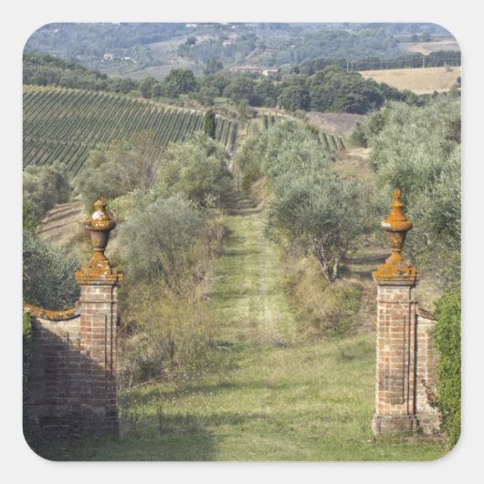 Wijngaarden, Toscane, Italië Vierkante Sticker (Voorkant)