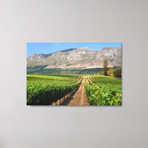 Wijngaarden van Groot Constantia-windomein Canvas Afdruk