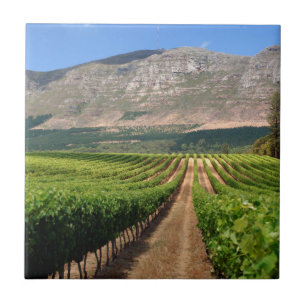 Wijngaarden van Groot Constantia Wine Estate Tegeltje