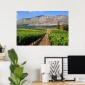 Wijngaarden van Groot Constantia-wineboerderij Poster (Thuiskantoor)