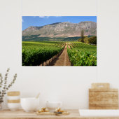 Wijngaarden van Groot Constantia-wineboerderij Poster (Keuken)