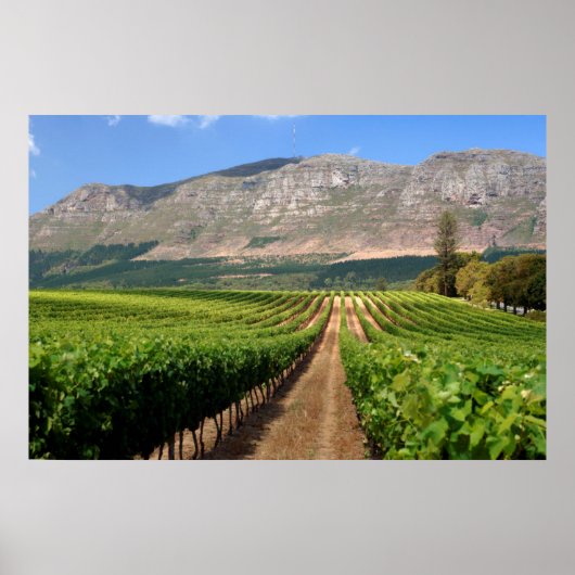 Wijngaarden van Groot Constantia-wineboerderij Poster (Voorkant)