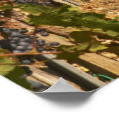 Wijngaarden, wijnstokrassen en wijngaarden poster (Hoek)