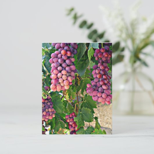 Wijnstok Briefkaart (Staand voorkant)