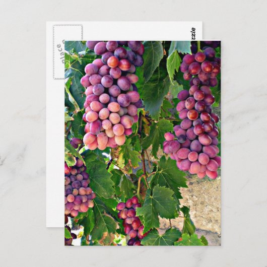 Wijnstok Briefkaart (Voorkant / Achterkant)