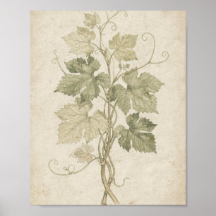 Wijnstok Ranken en Bladeren Botanische Kunst Poster