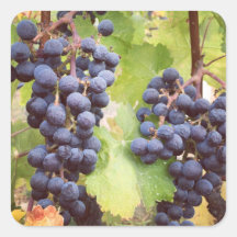 Wijnstok Stickers