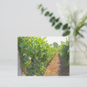 Wijnstokken die hoog zijn opgeleid op draden die w briefkaart (Staand voorkant)