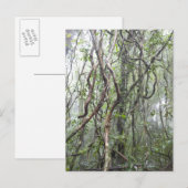 wijnstokken en bijkantoren in het regenwoud briefkaart (Voorkant / Achterkant)