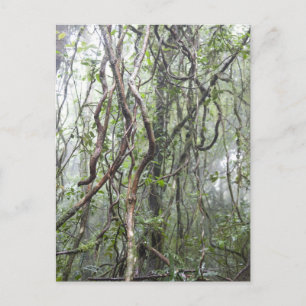 wijnstokken en bijkantoren in het regenwoud briefkaart