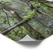 wijnstokken en bijkantoren in het regenwoud poster (Hoek)