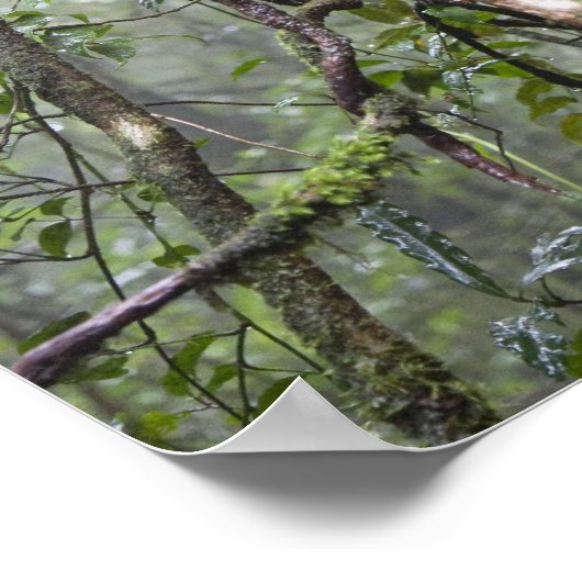 wijnstokken en bijkantoren in het regenwoud poster (Hoek)