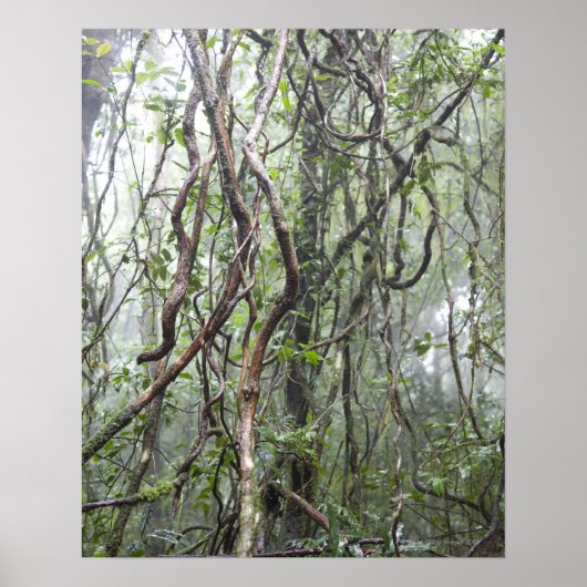 wijnstokken en bijkantoren in het regenwoud poster (Voorkant)
