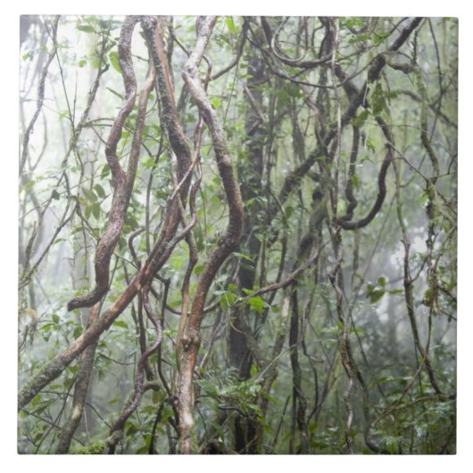 wijnstokken en bijkantoren in het regenwoud tegeltje (Voorkant)