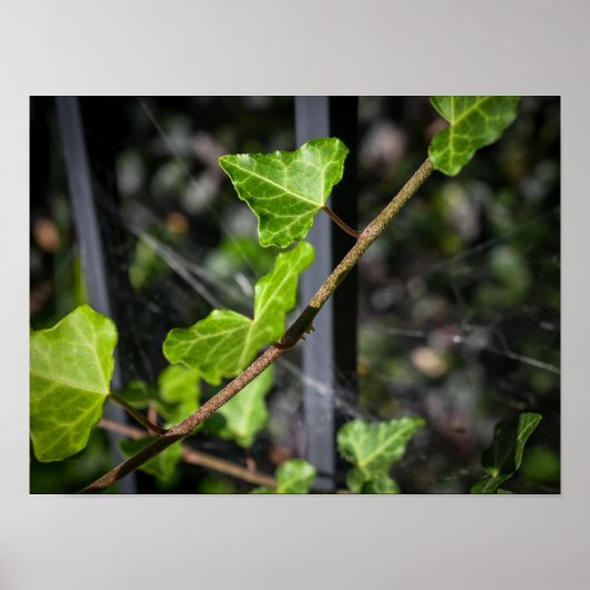 Wijnstokken en spinnenwebben poster (Voorkant)