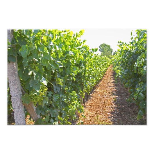 Wijnstokken getraind op draden ondersteund door foto afdruk (Voorkant)