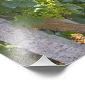 Wijnstokken getraind op draden ondersteund door foto afdruk (Hoek)