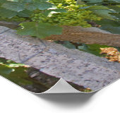 Wijnstokken getraind op draden ondersteund door poster (Hoek)